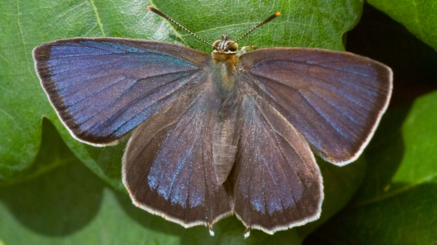 Purple Hairstreak butterfly.