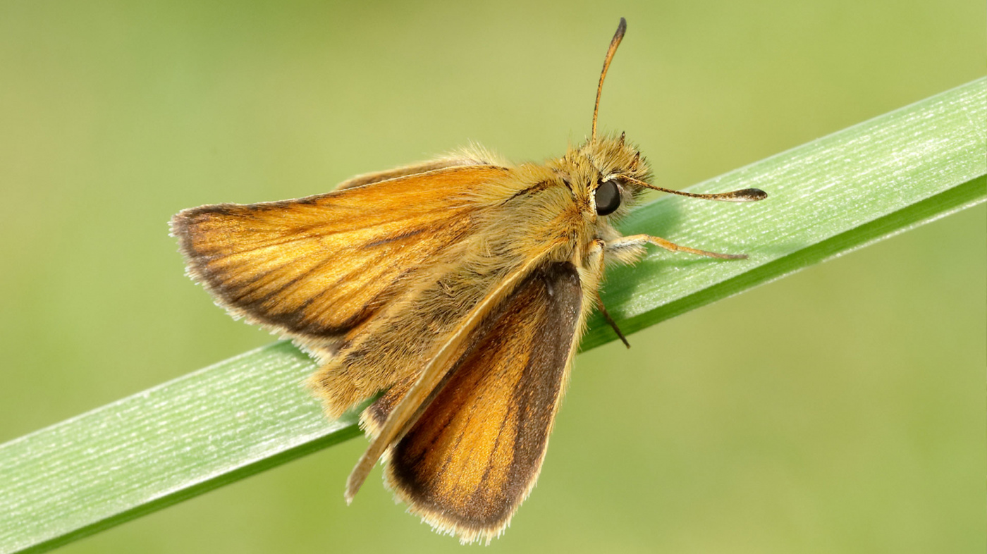 Essex Skipper butterfly.