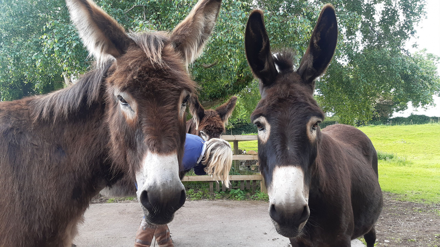 Galaxy, Alfie and Sooty with their new Guardian Maddy.