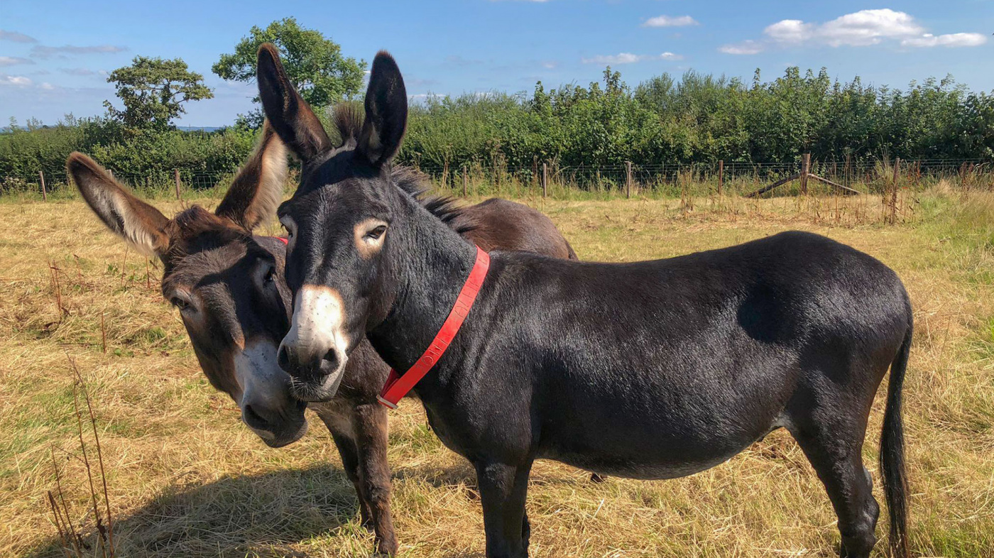 Sooty and Alfie at The Donkey Sanctuary.