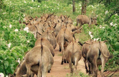 Donkeys in Tanzania