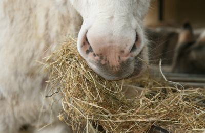 Feeding elderly donkeys