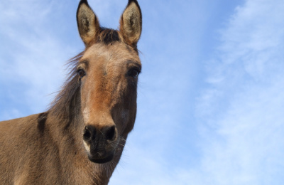 Resident mule at Town Barton