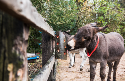 Donkey enrichment