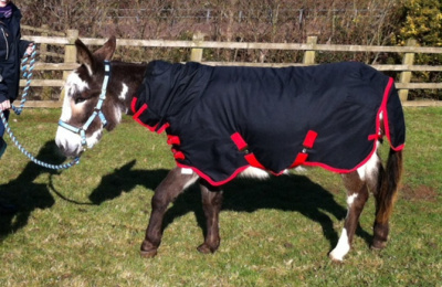 Donkey wearing a rug