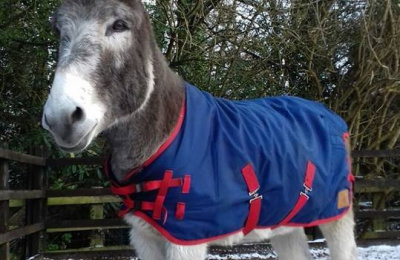 Donkey wearing a rug