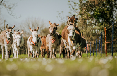 Group of donkeys running