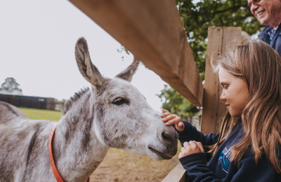 Visiting donkeys in Sidmouth