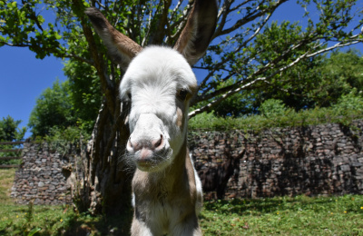 Coby the foal up close