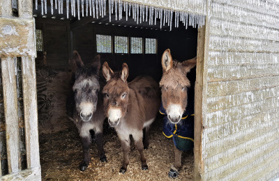 Donkeys taking shelter