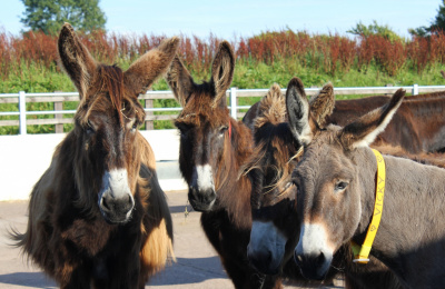 Poitou donkeys in Buffalo Barn