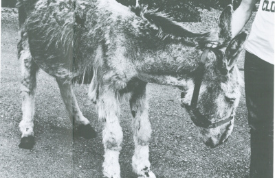 First Irish rescue Islander