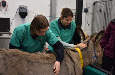 Rosie in donkey hospital