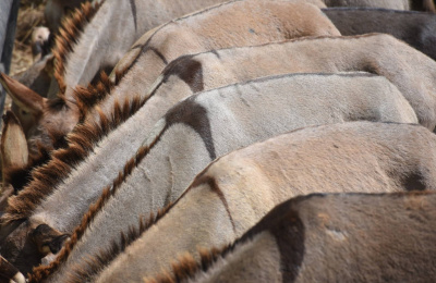 Donkeys feeding from trough at Kenyan slaughterhouse