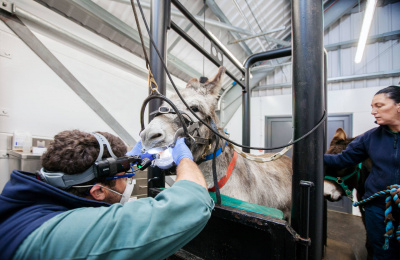 Equine dentist examines a donkey's teeth