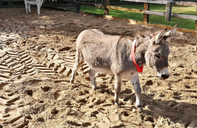 Miniature donkeys exploring the sandpit