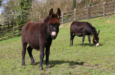 Timmy and Abbie standing together in a field