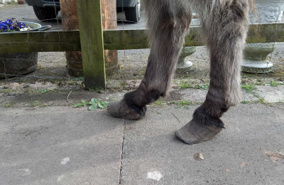 Josh's hooves were in poor condition