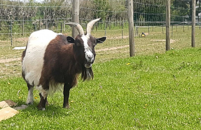 Monica the pygmy goat