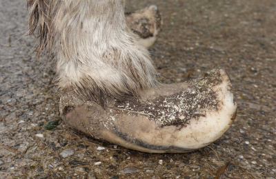 Flossy and Jubilee rescue, both donkeys had painful, overgrown hooves