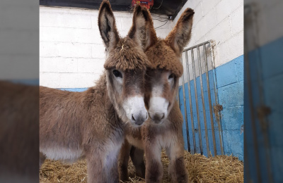 Foals Ronan and Mikey