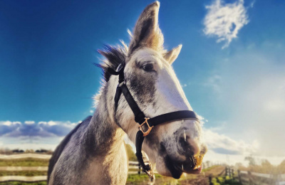 Tulip the mule, rescued in Whitby, is now doing a lot better