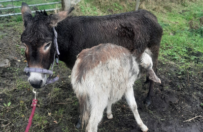 Declan was trying to feed from Thistle