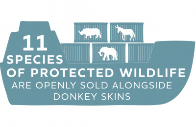 11 species of protected wildlife are openly sold alongside donkey skins