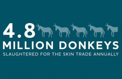 4.8 million donkeys slaughtered for the skin trade annually