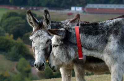 Donkeys form strong bonds with other donkeys