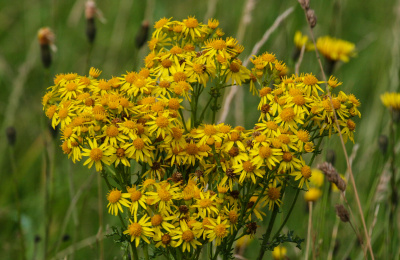 Ragwort in flower.