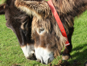 Percy poitou donkey