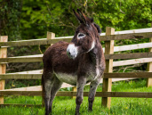 Bonnie by paddock fence